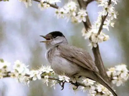 Die Organisation &bdquo;&Auml;rzte gegen Tierversuche&ldquo; greift die Universit&auml;t Oldenburg wegen Versuchen mit der M&ouml;nchsgrasm&uuml;cke an. Zw&ouml;lf Exemplare des Singvogels wurden f&uuml;r Forschungszwecke get&ouml;tet.