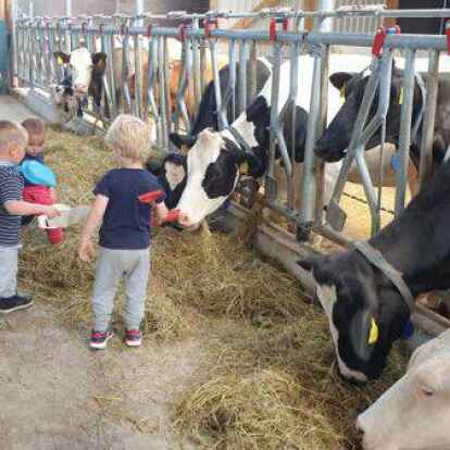Zu Besuch bei den K&uuml;hen: Auch das geh&ouml;rt des&ouml;fteren zum Programm f&uuml;r die Tageskinder auf dem Hof Cordes.