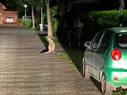 In der Nacht fanden Polizisten das K&auml;nguru - konnten es aber nicht einfangen.