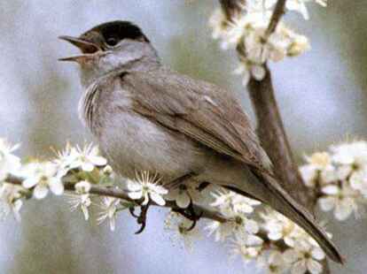 Die Universit&auml;t Oldenburg macht Tierversuche an der M&ouml;nchsgrasm&uuml;cke. Daf&uuml;r erntete die Hochschule viel Kritik von Tiersch&uuml;tzern.