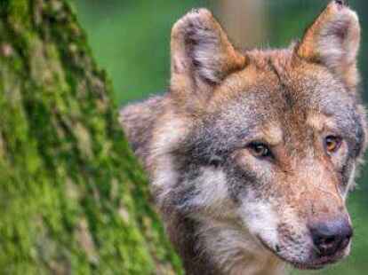 Der Wolf ist Thema in Sandhatten.