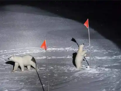 &bdquo;Eine Eisb&auml;rin und ihr Junges&ldquo;: Die Fotografin Esther Horvath ist daf&uuml;r mit dem World Press Photo Award f&uuml;r das beste Umweltbild des Jahres ausgezeichnet worden.