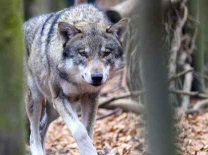 Rund 350 W&ouml;lfe leben aktuell in Niedersachsen. Das Landvolk hat die Sorge, dass die Zahl rapide ansteigt.