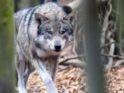 Rund 350 W&ouml;lfe leben aktuell in Niedersachsen. Das Landvolk hat die Sorge, dass die Zahl rapide ansteigt.