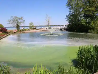 Folge von zu viel Phosphor im Wasser: Blaualgen breiten sich immer wieder auf dem Zwischenahner Meer aus und werden trotz Algensperre auch in den Teich im Kurpark gedr&uuml;ckt.