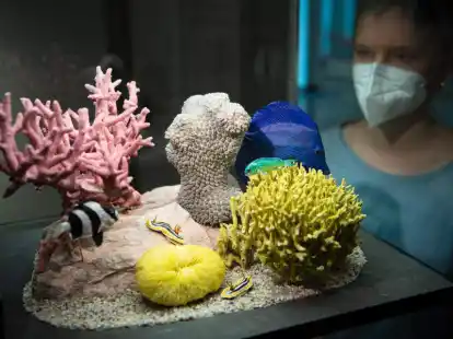 Sch&ouml;n - und bedroht: Das &Uuml;bersee-Museum in Bremen bietet derzeit eine Ausstellung zu Korallenriffen an. Foto: Sina Schuldt/dpa