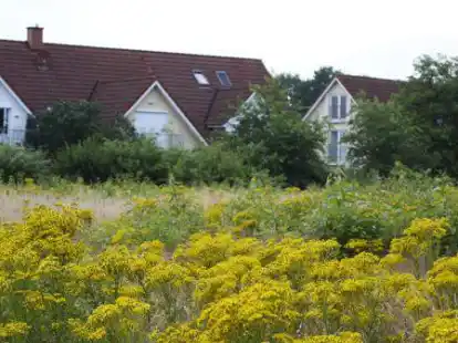 Das giftige Jakobskreuzkraut hat sich auf vielen Fl&auml;chen in der Gemeinde Wardenburg bereits stark verbreitet.