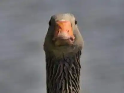 Das Siegerfoto von Eike Bergmann.