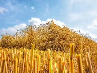 Nur halb geerntet ist der Weizen wie hier auf einem Feld bei Rysum. Der Himmel zeigt sich zu unstet.