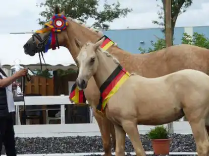 Ganz oben auf dem Podest: Z&uuml;chterin Sabine Nagel mit ihrer Reitponystute &bdquo;Crown Gold & Glossy&rdquo; und dem Sieger-Fohlen &bdquo;Crown Glorious&rdquo;. 200 Reitponys, jeweils 100 Fohlen und Stuten, sowie G&auml;ste und Z&uuml;chter aus ganz Deutschland tummelten sich am Wochenende auf Kindling&rsquo;s Hof.