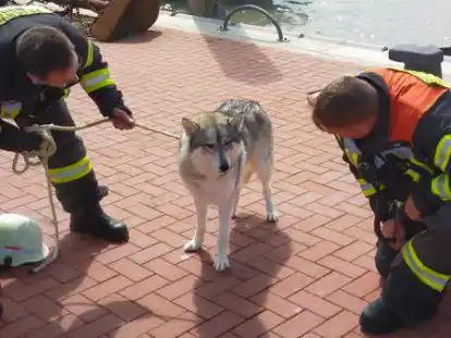 Die zuvor alarmierten Feuerwehrleute nahmen den Husky im Hafen von Norddeich in Empfang.
