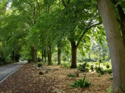 Letzte Ruhe unter B&auml;umen finden: Auf dem Tholenswehrster Friedhof wurde Platz f&uuml;r 135 Baumbegr&auml;bnisse geschaffen