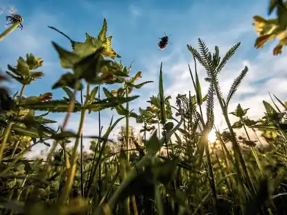 Artenreiche Areale: Auf den Bl&uuml;hfl&auml;chen im Ammerland summt und brummt es.