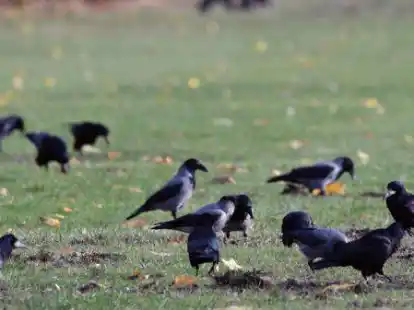 Saatkr&auml;hen und Nebelkr&auml;hen stehen auf einem Feld.