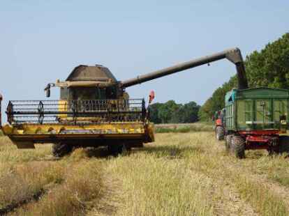 Landwirt Rainer Mellies aus Hagermarsch drischt am Alten Postweg Raps. Unterst&uuml;tzt wird er dabei von Sohn Jan, der die Zeit zwischen Abitur und Studium nutzt, um auf dem elterlichen Betrieb zu helfen.