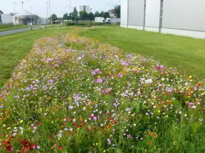 Industrie, Gewerbe und Natur: Die Zukunft Emden und das &Ouml;kowerk arbeiten zusammen.