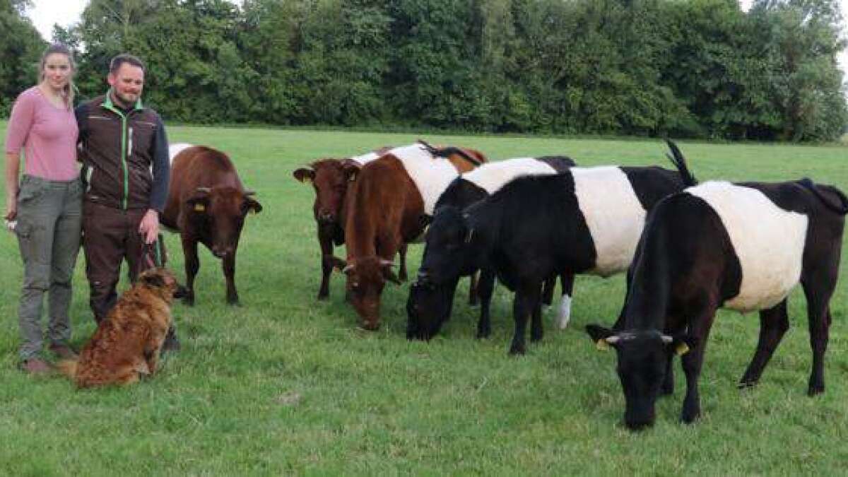 Gurt Rinder Die Rinder mit dem breiten Gurt