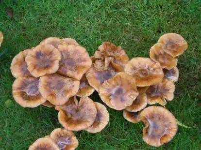 Pilze sind ein Thema der Fortbildung