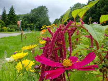 Sch&ouml;n f&uuml;rs Landschaftsbild und gut f&uuml;r die Tierwelt: Bl&uuml;hstreifen in der Stadt (hier: in der Amselstra&szlig;e in Emden).