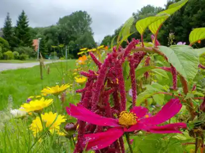 Sch&ouml;n f&uuml;rs Landschaftsbild und gut f&uuml;r die Tierwelt: Bl&uuml;hstreifen in der Stadt (hier: in der Amselstra&szlig;e in Emden).