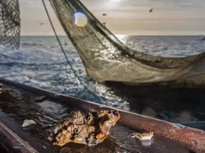 Eine pazifische Auster liegt als Beifang auf der Reling eines Krabbenkutters. Sie ist inzwischen &uuml;berall in der Nordsee zu finden.