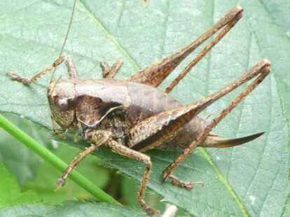 Gemeine Strauchschrecke