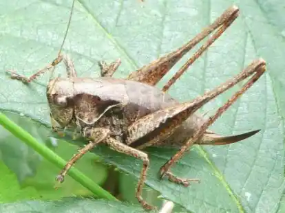 Gemeine Strauchschrecke