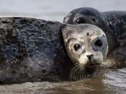 Seehunde robben von der Ostspitze der Insel Juist ins Wasser. Bei der Seehundz&auml;hlung in diesem Sommer im nieders&auml;chsischen Wattenmeer ist das zweite Jahr infolge die 10.000er-Marke geknackt worden - bei den 15 Fl&uuml;gen zwischen Juni und August wurden 10.277 Seehunde zwischen Ems und Elbe gez&auml;hlt.