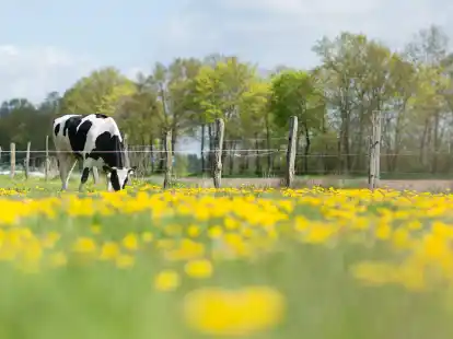 Hat Landwirtschaft und Natur im Blick: Der freiwillige Landtausch kommt der Verbesserung der Agrarstruktur und Produktivit&auml;t sowie auch dem Naturschutz und der Landespflege zugute.