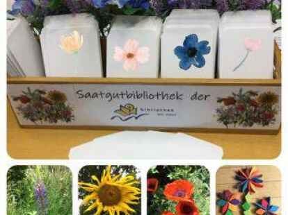 heidelbeeren saatgut Heidelbeere 'Hortblue Petite'-Jungpflanzen