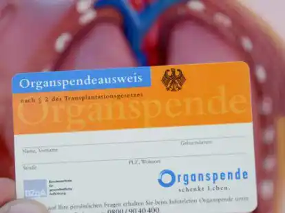 Ein Organspendeausweis, aufgenommen vor dem Modell eines menschlichen Torsos.