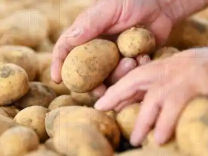 Kartoffeln