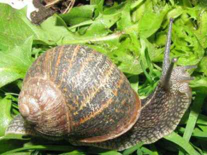 Eine Gefleckte Weinbergschnecke kriecht &uuml;ber Salatbl&auml;tter. Sie ist normalerweise am Mittelmeer und in Westeuropa heimisch, f&uuml;hlt sich aber auch in Aurich wohl. Sie ist kleiner und st&auml;rker gezeichnet als die heimische Weinbergschnecke. Bild: