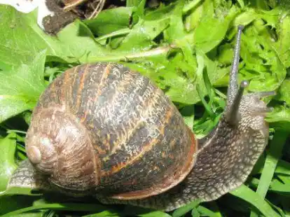 Eine Gefleckte Weinbergschnecke kriecht &uuml;ber Salatbl&auml;tter. Sie ist normalerweise am Mittelmeer und in Westeuropa heimisch, f&uuml;hlt sich aber auch in Aurich wohl. Sie ist kleiner und st&auml;rker gezeichnet als die heimische Weinbergschnecke. Bild: