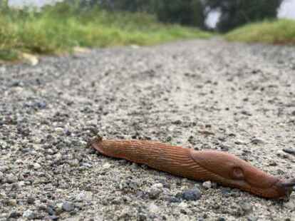 Die rotbraune Wegschnecke taucht zur Zeit &uuml;berall auf. Sie breitet sich durch den Klimawandel auch bei uns ganz schnell aus. Bild: ggm