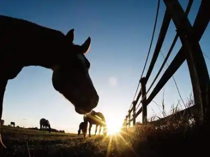 Idyllisches Bild: Ob im Kiefernweg in Harpstedt nach der Verhandlung im Dezember wieder Pferde grasen d&uuml;rfen? Das Veterin&auml;ramt und die Pferdeh&auml;ndler-Familie Wigge streiten sich seit einem halben Jahr. (Symbolbild)