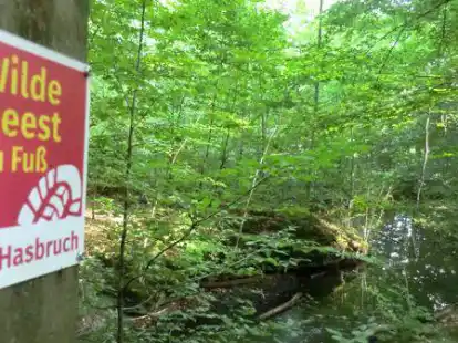 Der Hasbruch-Wanderweg eignet sich als Motiv f&uuml;r den Fotowettbewerb.