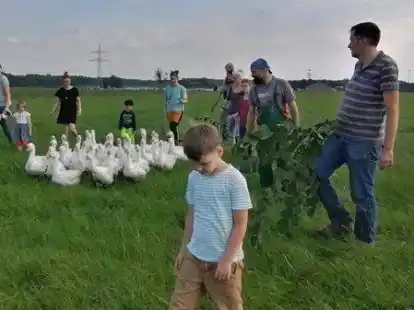 Im G&auml;nsemarsch: Einige Familien vom Verein Solawi &bdquo;Wildes Gem&uuml;se Beckstedt&ldquo; trieben zusammen mit ihren Kindern die G&auml;nse des Biohofes Dolling auf eine neue Weidefl&auml;che.