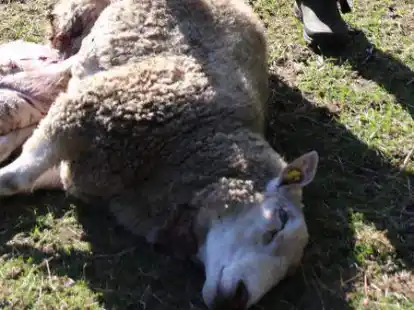 Ein Wolfsberater nahm am Dienstag von einem der toten Schafe einen Abstrich f&uuml;r eine DNA-Probe.