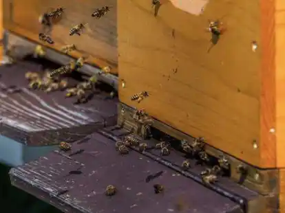 In dem Vortrag am 14. Oktober geht es unter anderem auch um &bdquo;Urban Beekeeping&ldquo;.