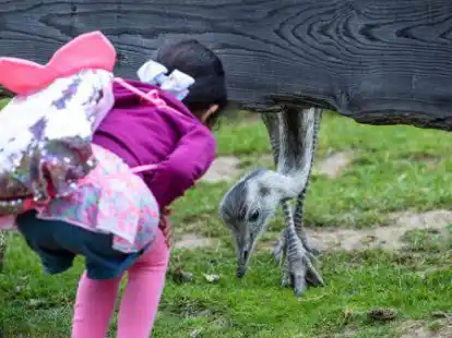 Ein M&auml;dchen beobachtet einen Nandu im Freigehege.