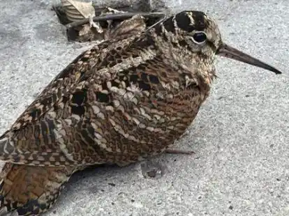 Ein bei dem Waldschnepfeneinflug im Februar in Hausn&auml;he 