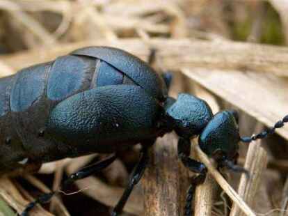 Schwarzblauer Oelk&auml;fer
