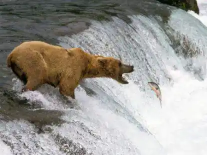 Auch auf B&auml;ren traf der Abenteurer Gericke bei seiner Tour durch Kanada.