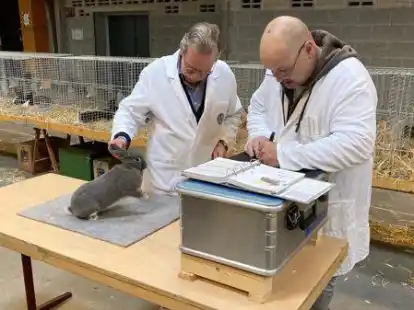 Bei der Bewertung (von links): Die Preisrichter Detlef Kain und Ronald G&uuml;nsch bewerten Perlfeh-Kaninchen
