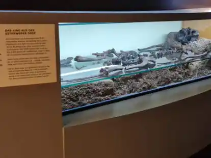 Die Moorleiche aus der Esterweger Dose ist seit 2012 im Moor- und Fehnmuseum in Elisabethfehn zu sehen.