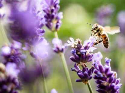 Der Schutz des Klimas und der Umwelt sollen in dem neuen Ausschuss eine zentrale Rolle bekommen.