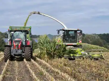 Die Maisernte f&auml;llt in diesem Jahr deutlich besser aus als zuletzt. (Symbolbild)