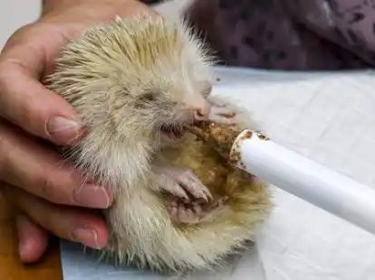 Dieser Albino-Igel wird von Inge Fischer gef&uuml;ttert.