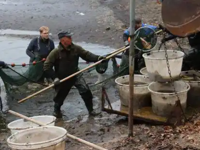 Hier wird abgefischt: die Ahlhorner Fischteiche